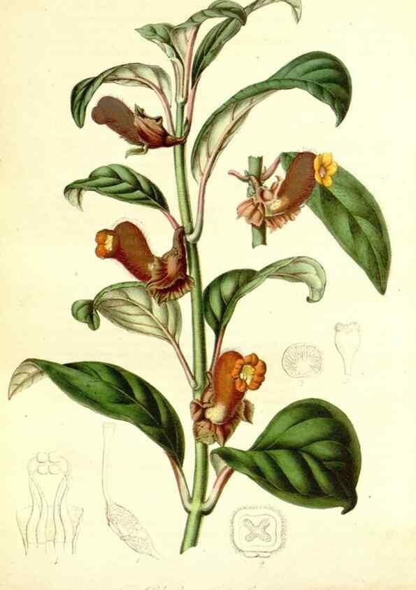 Reproducción/Reproduction 49492257931: Flore des serres et des jardins de l'Europe. A Gand :chez Louis van Houtte, eÌditeur,1845-1880.. 