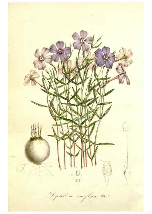 Reproducción/Reproduction 49492465367: Flore des serres et des jardins de l'Europe. A Gand :chez Louis van Houtte, eÌditeur,1845-1880.. 