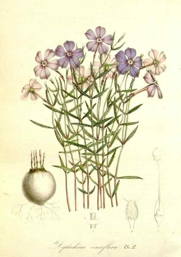 Reproducción/Reproduction 49492465367: Flore des serres et des jardins de l'Europe. A Gand :chez Louis van Houtte, eÌditeur,1845-1880.. 