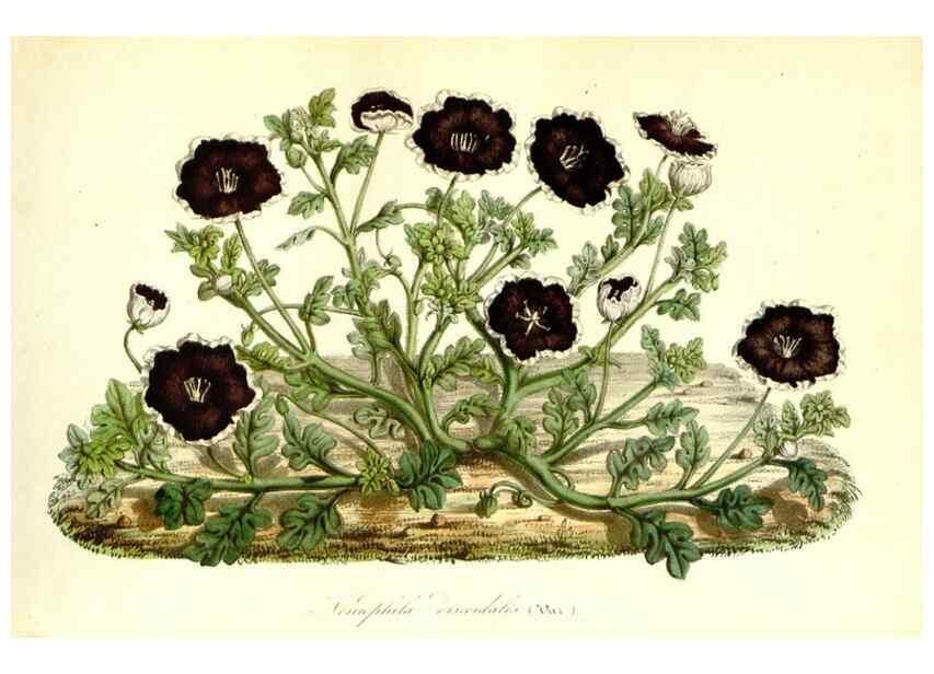 Reproducción/Reproduction 49491756198: Flore des serres et des jardins de l'Europe. A Gand :chez Louis van Houtte, eÌditeur,1845-1880.. 