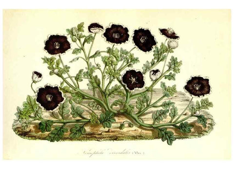 Reproducción/Reproduction 49491756198: Flore des serres et des jardins de l'Europe. A Gand :chez Louis van Houtte, eÌditeur,1845-1880.. 