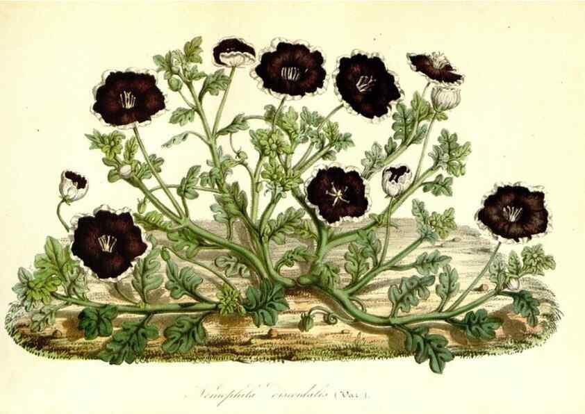 Reproducción/Reproduction 49491756198: Flore des serres et des jardins de l'Europe. A Gand :chez Louis van Houtte, eÌditeur,1845-1880.. 