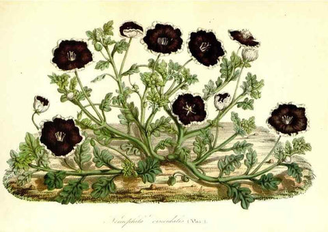 Reproducción/Reproduction 49491756198: Flore des serres et des jardins de l'Europe. A Gand :chez Louis van Houtte, eÌditeur,1845-1880.. 