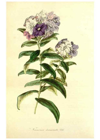 Reproducción/Reproduction 49492258396: Flore des serres et des jardins de l'Europe. A Gand :chez Louis van Houtte, eÌditeur,1845-1880.. 