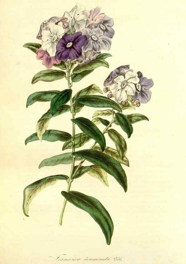 Reproducción/Reproduction 49492258396: Flore des serres et des jardins de l'Europe. A Gand :chez Louis van Houtte, eÌditeur,1845-1880.. 