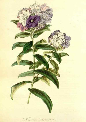Reproducción/Reproduction 49492258396: Flore des serres et des jardins de l'Europe. A Gand :chez Louis van Houtte, eÌditeur,1845-1880.. 