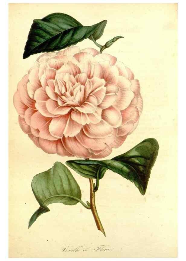 Reproducción/Reproduction 49492465977: Flore des serres et des jardins de l'Europe. A Gand :chez Louis van Houtte, eÌditeur,1845-1880.. 
