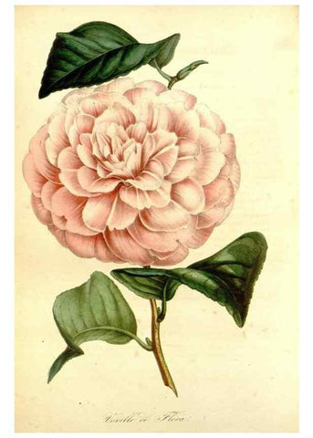 Reproducción/Reproduction 49492465977: Flore des serres et des jardins de l'Europe. A Gand :chez Louis van Houtte, eÌditeur,1845-1880.. 