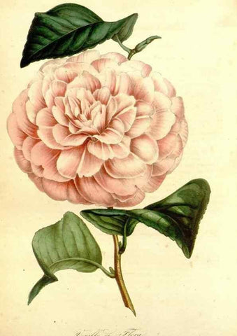 Reproducción/Reproduction 49492465977: Flore des serres et des jardins de l'Europe. A Gand :chez Louis van Houtte, eÌditeur,1845-1880.. 