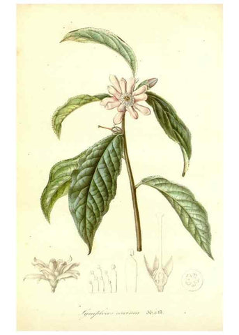 Reproducción/Reproduction 49492464317: Flore des serres et des jardins de l'Europe. A Gand :chez Louis van Houtte, eÌditeur,1845-1880.. 