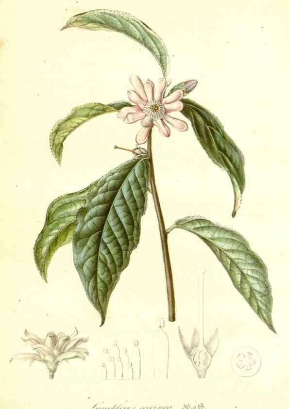 Reproducción/Reproduction 49492464317: Flore des serres et des jardins de l'Europe. A Gand :chez Louis van Houtte, eÌditeur,1845-1880.. 