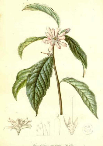 Reproducción/Reproduction 49492464317: Flore des serres et des jardins de l'Europe. A Gand :chez Louis van Houtte, eÌditeur,1845-1880.. 