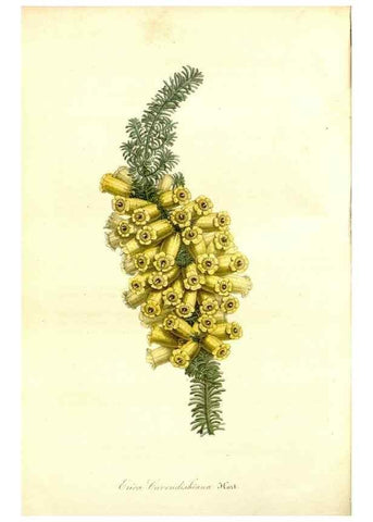 Reproducción/Reproduction 49492466167: Flore des serres et des jardins de l'Europe. A Gand :chez Louis van Houtte, eÌditeur,1845-1880.. 