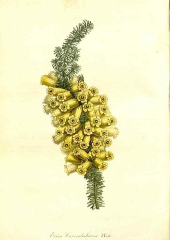 Reproducción/Reproduction 49492466167: Flore des serres et des jardins de l'Europe. A Gand :chez Louis van Houtte, eÌditeur,1845-1880.. 