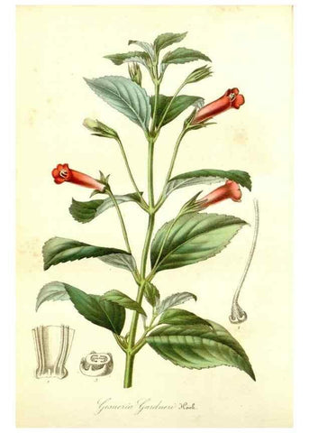 Reproducción/Reproduction 49492259121: Flore des serres et des jardins de l'Europe. A Gand :chez Louis van Houtte, eÌditeur,1845-1880.. 