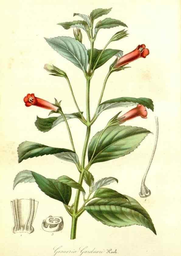 Reproducción/Reproduction 49492259121: Flore des serres et des jardins de l'Europe. A Gand :chez Louis van Houtte, eÌditeur,1845-1880.. 