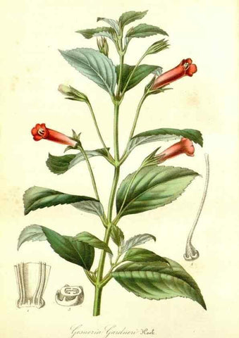 Reproducción/Reproduction 49492259121: Flore des serres et des jardins de l'Europe. A Gand :chez Louis van Houtte, eÌditeur,1845-1880.. 