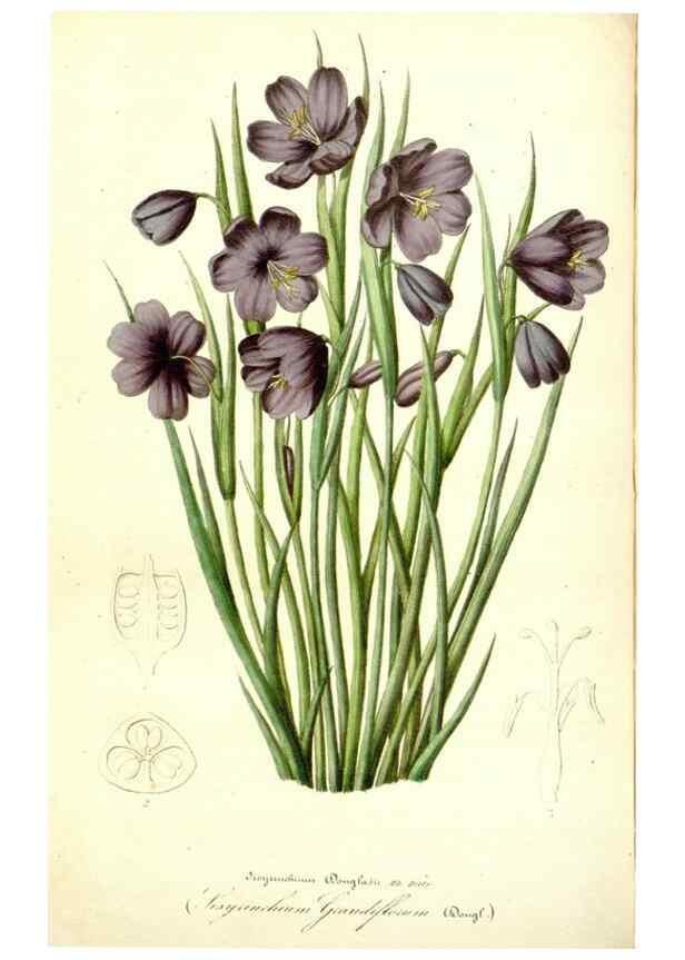Reproducción/Reproduction 49491757358: Flore des serres et des jardins de l'Europe. A Gand :chez Louis van Houtte, eÌditeur,1845-1880.. 