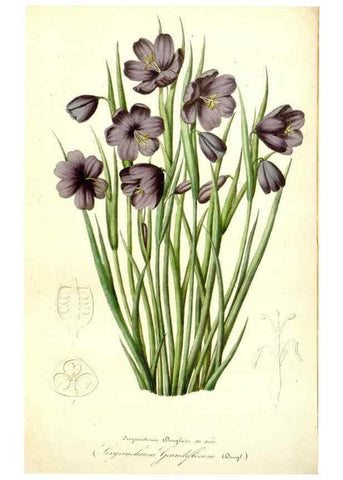 Reproducción/Reproduction 49491757358: Flore des serres et des jardins de l'Europe. A Gand :chez Louis van Houtte, eÌditeur,1845-1880.. 