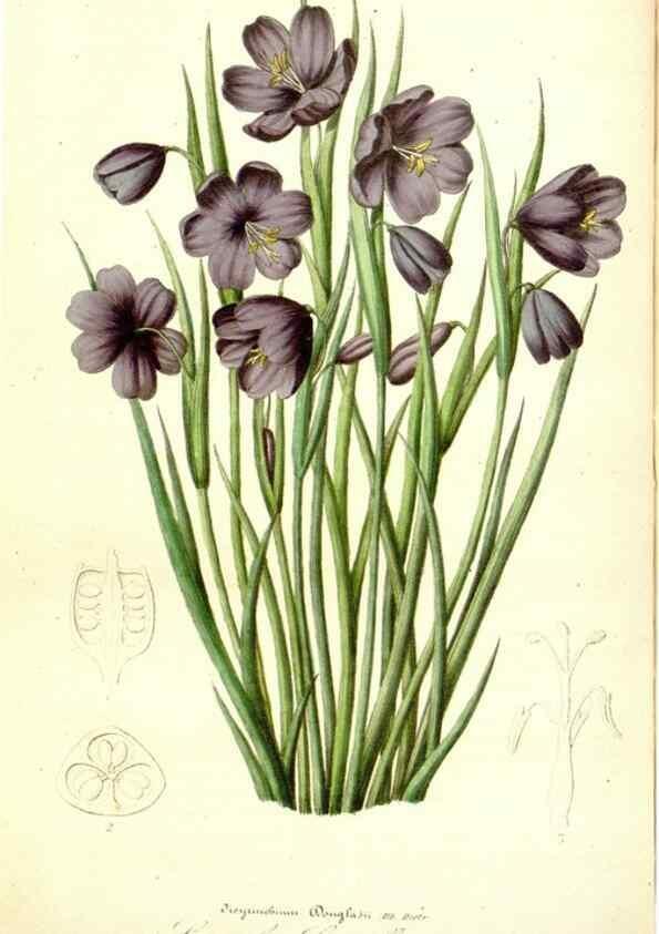 Reproducción/Reproduction 49491757358: Flore des serres et des jardins de l'Europe. A Gand :chez Louis van Houtte, eÌditeur,1845-1880.. 