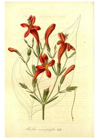 Reproducción/Reproduction 49491757518: Flore des serres et des jardins de l'Europe. A Gand :chez Louis van Houtte, eÌditeur,1845-1880.. 