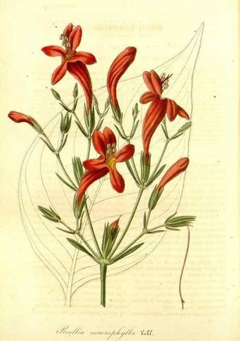 Reproducción/Reproduction 49491757518: Flore des serres et des jardins de l'Europe. A Gand :chez Louis van Houtte, eÌditeur,1845-1880.. 