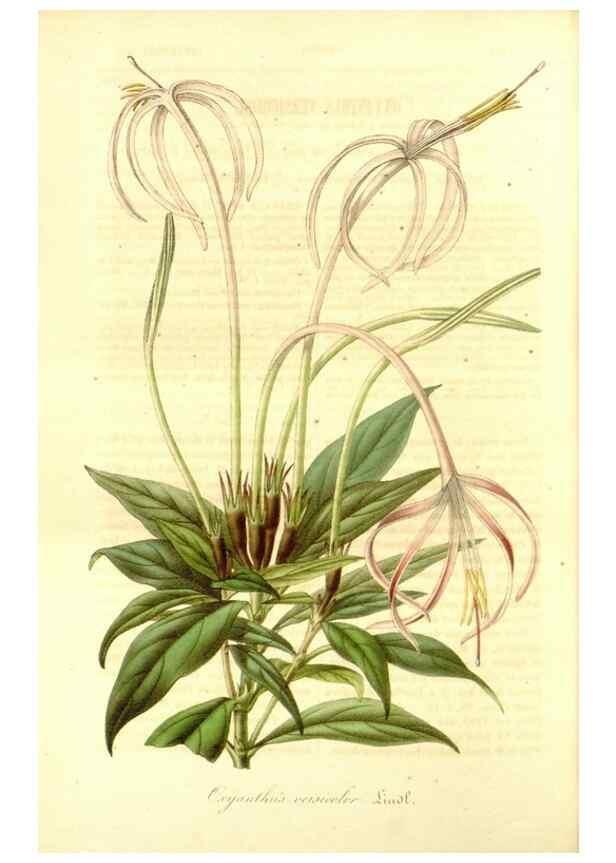 Reproducción/Reproduction 49492259631: Flore des serres et des jardins de l'Europe. A Gand :chez Louis van Houtte, eÌditeur,1845-1880.. 