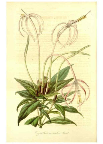 Reproducción/Reproduction 49492259631: Flore des serres et des jardins de l'Europe. A Gand :chez Louis van Houtte, eÌditeur,1845-1880.. 