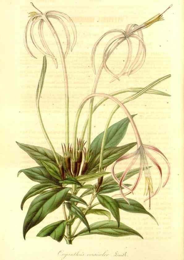 Reproducción/Reproduction 49492259631: Flore des serres et des jardins de l'Europe. A Gand :chez Louis van Houtte, eÌditeur,1845-1880.. 