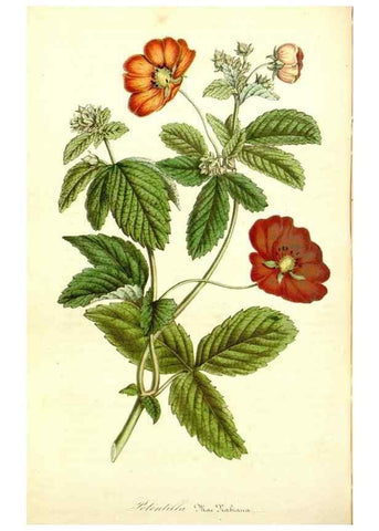 Reproducción/Reproduction 49492467272: Flore des serres et des jardins de l'Europe. A Gand :chez Louis van Houtte, eÌditeur,1845-1880.. 