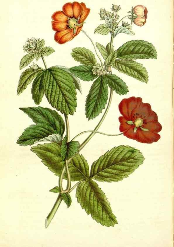 Reproducción/Reproduction 49492467272: Flore des serres et des jardins de l'Europe. A Gand :chez Louis van Houtte, eÌditeur,1845-1880.. 