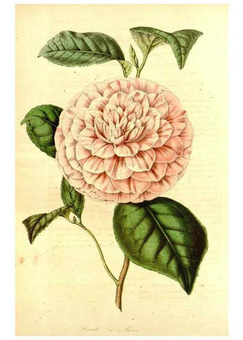 Reproducción/Reproduction 49492260011: Flore des serres et des jardins de l'Europe. A Gand :chez Louis van Houtte, eÌditeur,1845-1880.. 