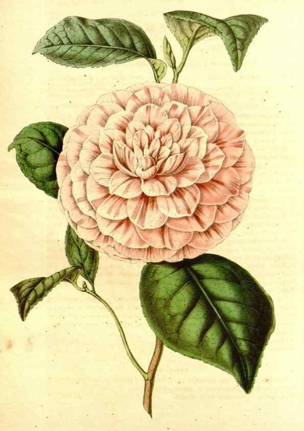 Reproducción/Reproduction 49492260011: Flore des serres et des jardins de l'Europe. A Gand :chez Louis van Houtte, eÌditeur,1845-1880.. 
