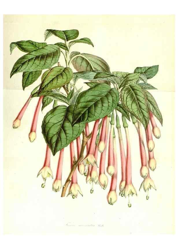 Reproducción/Reproduction 49491758313: Flore des serres et des jardins de l'Europe. A Gand :chez Louis van Houtte, eÌditeur,1845-1880.. 