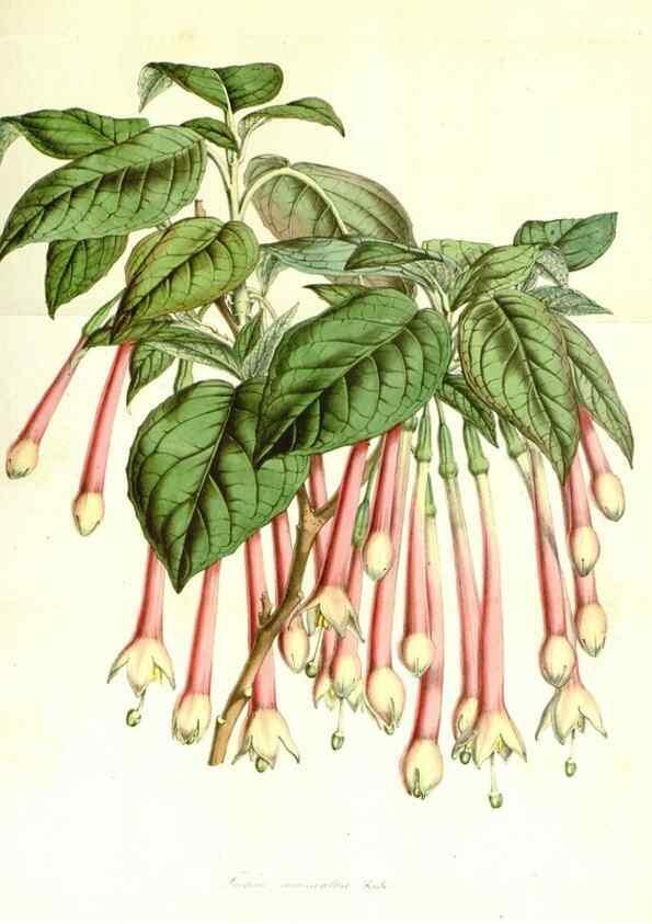 Reproducción/Reproduction 49491758313: Flore des serres et des jardins de l'Europe. A Gand :chez Louis van Houtte, eÌditeur,1845-1880.. 