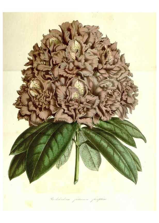 Reproducción/Reproduction 49491756988: Flore des serres et des jardins de l'Europe. A Gand :chez Louis van Houtte, eÌditeur,1845-1880.. 