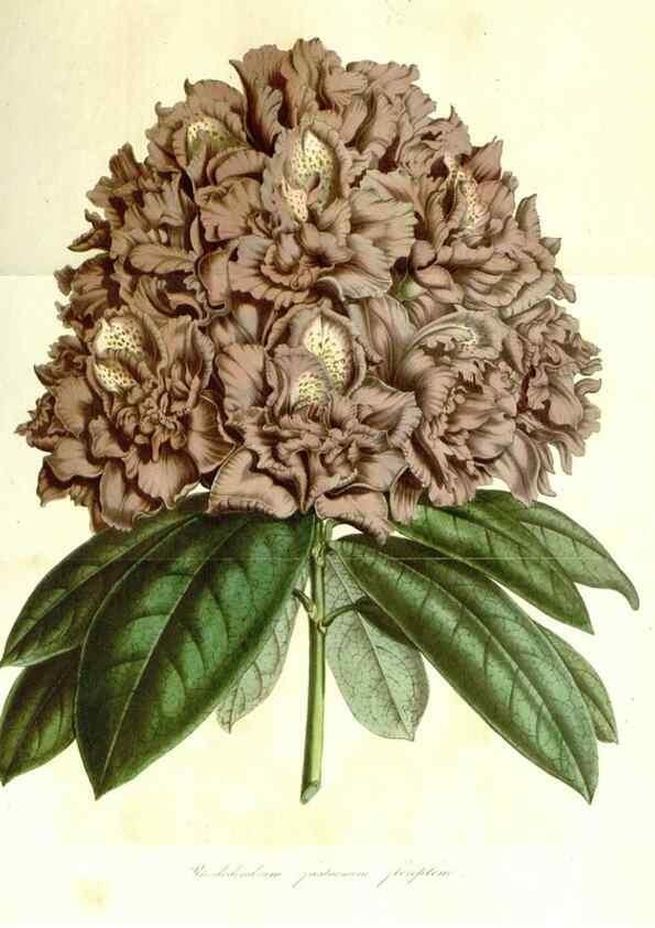 Reproducción/Reproduction 49491756988: Flore des serres et des jardins de l'Europe. A Gand :chez Louis van Houtte, eÌditeur,1845-1880.. 