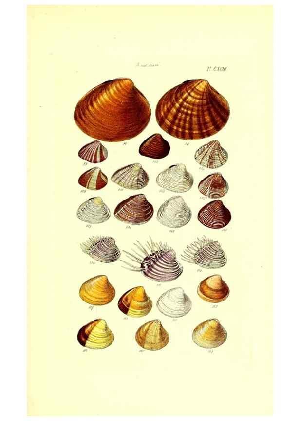 Reproducción/Reproduction 49491420258: Thesaurus conchyliorum, or, Monographs of genera of shells. London :Sowerby ...,1847-1887.. 