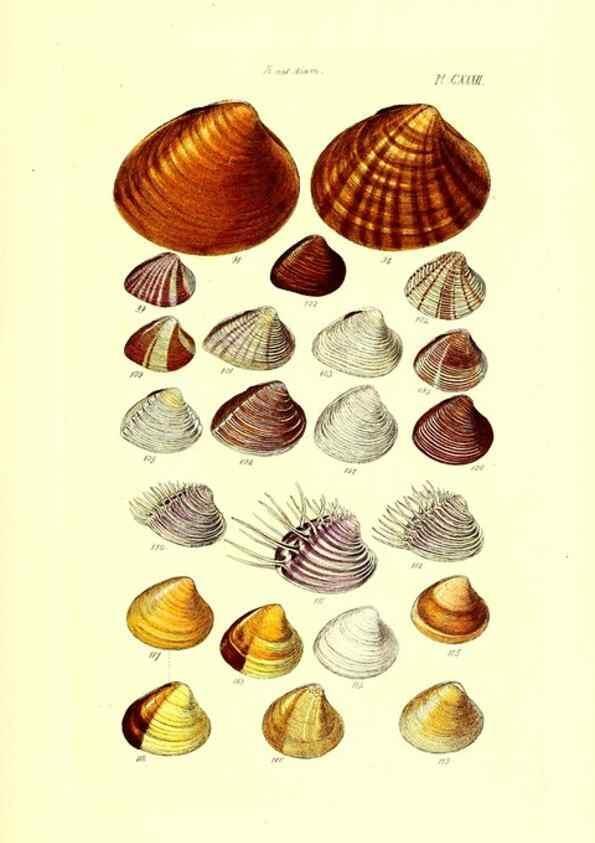 Reproducción/Reproduction 49491420258: Thesaurus conchyliorum, or, Monographs of genera of shells. London :Sowerby ...,1847-1887.. 