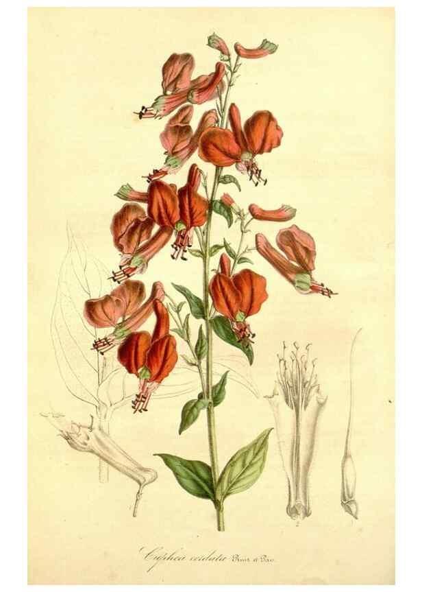 Reproducción/Reproduction 49491747378: Flore des serres et des jardins de l'Europe. A Gand :chez Louis van Houtte, eÌditeur,1845-1880.. 