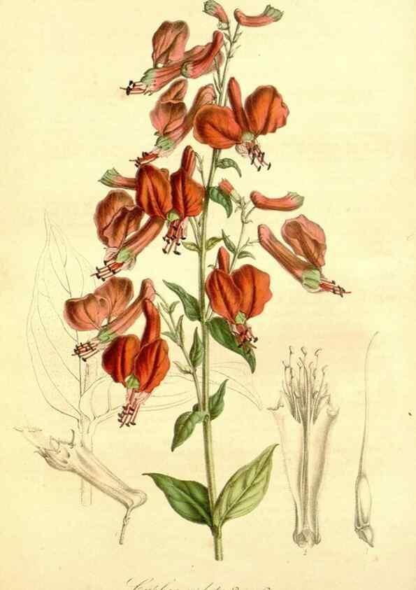 Reproducción/Reproduction 49491747378: Flore des serres et des jardins de l'Europe. A Gand :chez Louis van Houtte, eÌditeur,1845-1880.. 