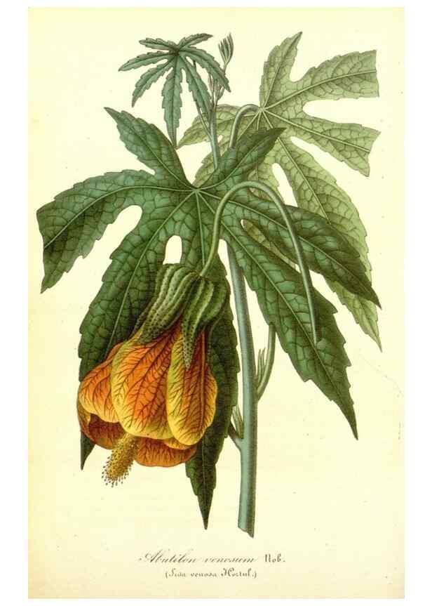 Reproducción/Reproduction 49492455897: Flore des serres et des jardins de l'Europe. A Gand :chez Louis van Houtte, eÌditeur,1845-1880.. 