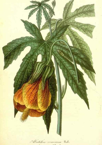 Reproducción/Reproduction 49492455897: Flore des serres et des jardins de l'Europe. A Gand :chez Louis van Houtte, eÌditeur,1845-1880.. 
