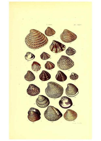 Reproducción/Reproduction 49491427038: Thesaurus conchyliorum, or, Monographs of genera of shells. London :Sowerby ...,1847-1887.. 