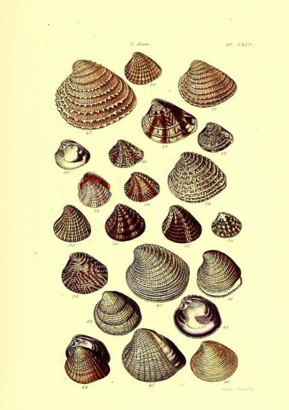 Reproducción/Reproduction 49491427038: Thesaurus conchyliorum, or, Monographs of genera of shells. London :Sowerby ...,1847-1887.. 