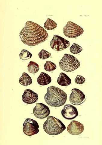 Reproducción/Reproduction 49491427038: Thesaurus conchyliorum, or, Monographs of genera of shells. London :Sowerby ...,1847-1887.. 