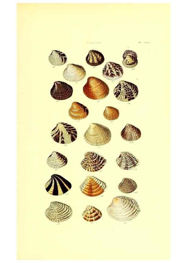 Reproducción/Reproduction 49491928436: Thesaurus conchyliorum, or, Monographs of genera of shells. London :Sowerby ...,1847-1887.. 