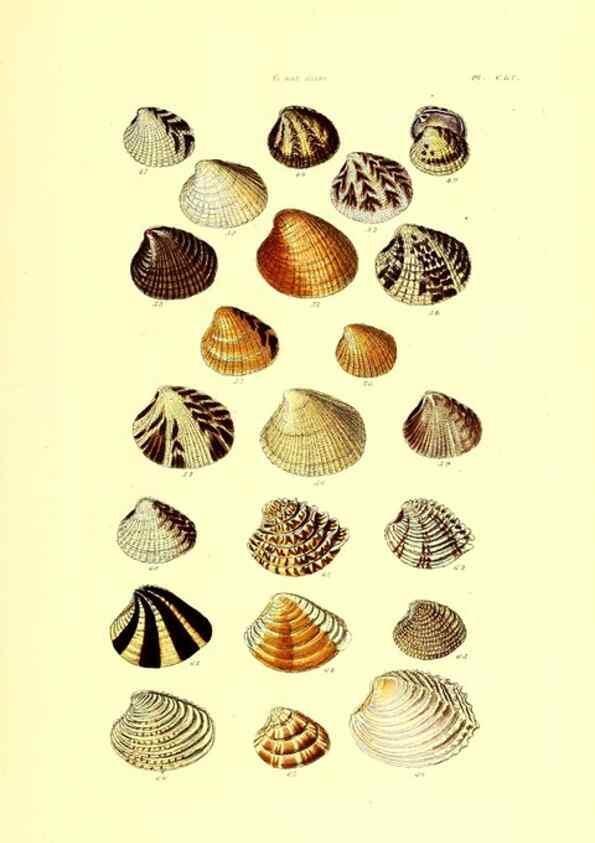Reproducción/Reproduction 49491928436: Thesaurus conchyliorum, or, Monographs of genera of shells. London :Sowerby ...,1847-1887.. 
