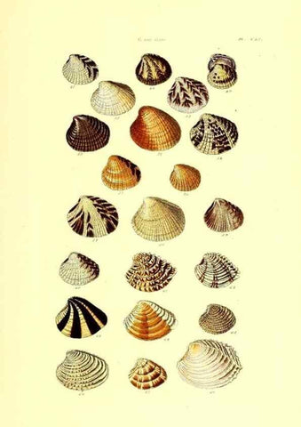 Reproducción/Reproduction 49491928436: Thesaurus conchyliorum, or, Monographs of genera of shells. London :Sowerby ...,1847-1887.. 
