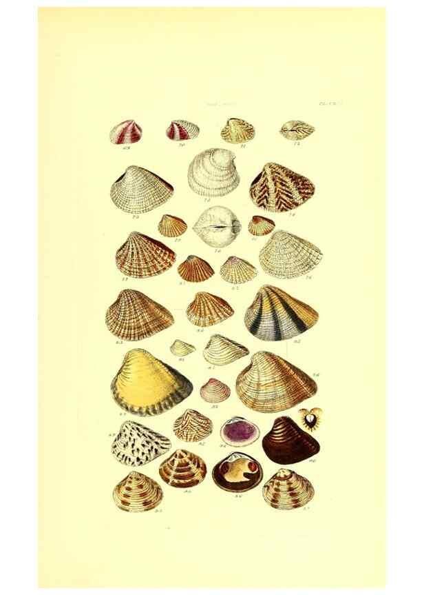 Reproducción/Reproduction 49491928661: Thesaurus conchyliorum, or, Monographs of genera of shells. London :Sowerby ...,1847-1887.. 